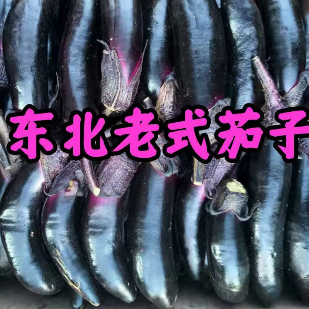 【嘎嘎嫩】农家大地自种长茄子正宗东北紫茄子东北紫裤长茄现摘紫皮