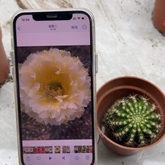 彩草黄牡丹4公分左右侧芽