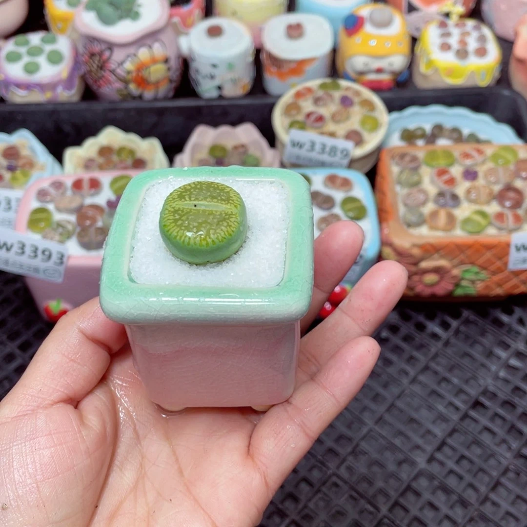 w3394 -零下地区拍保温箱-15支持寄养