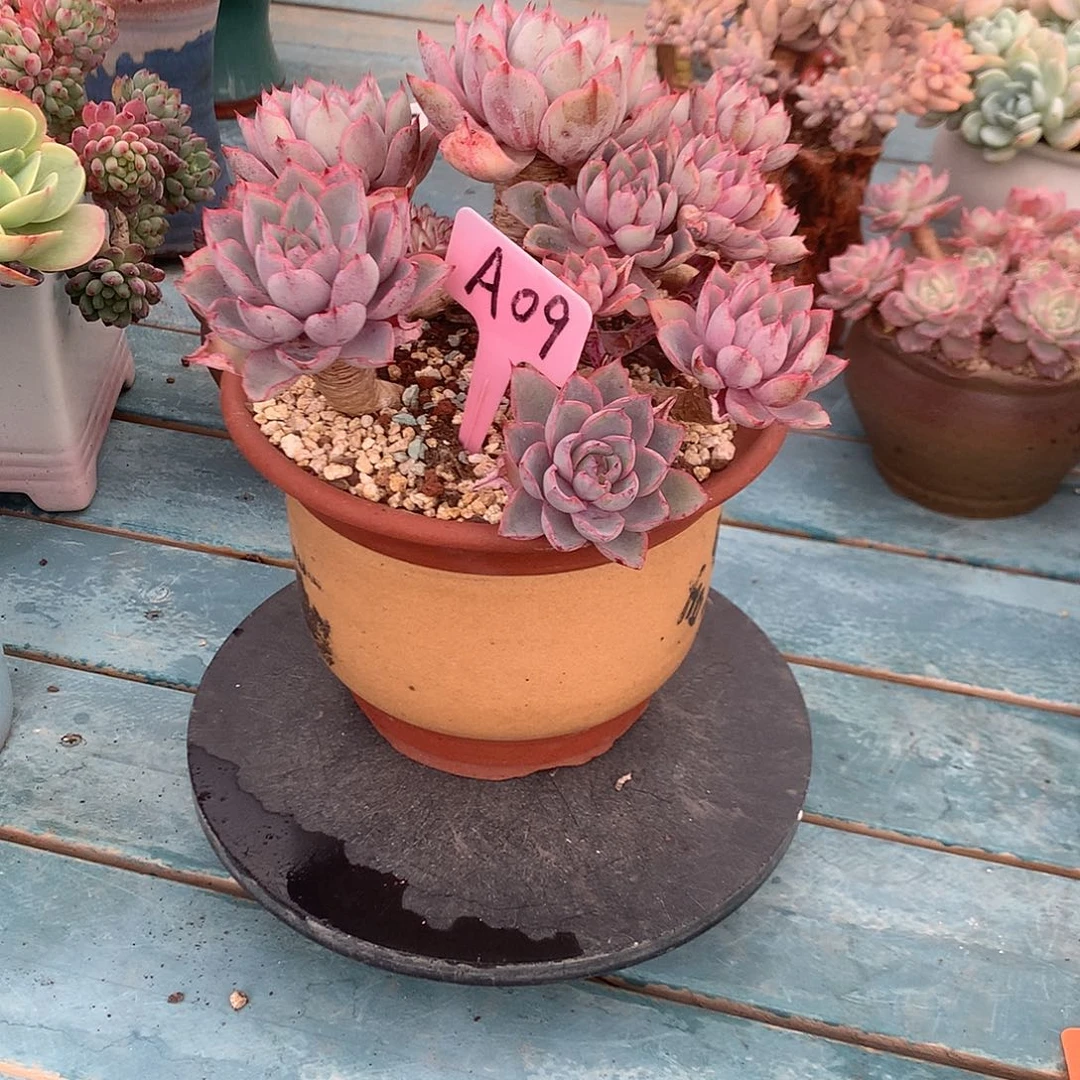 只**见赫拉带盆多肉植物