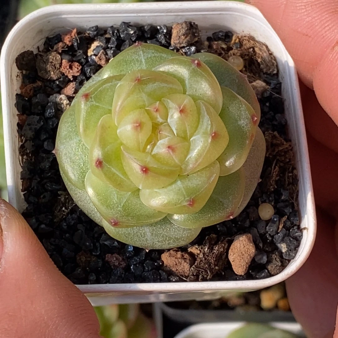 天官赐福百无禁忌