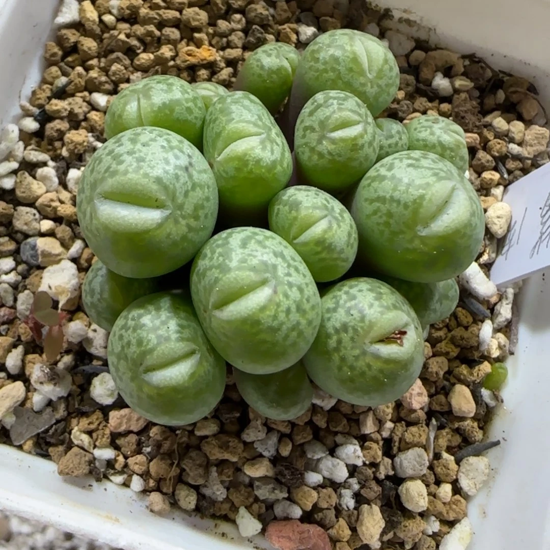 12.17。   大嘴肉锥。     2006