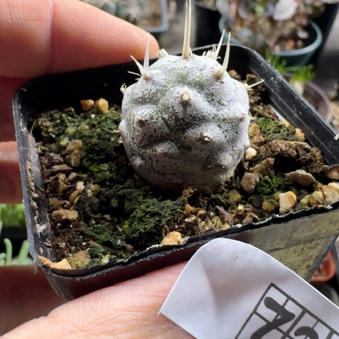 728纸刺武藏野带盆发货