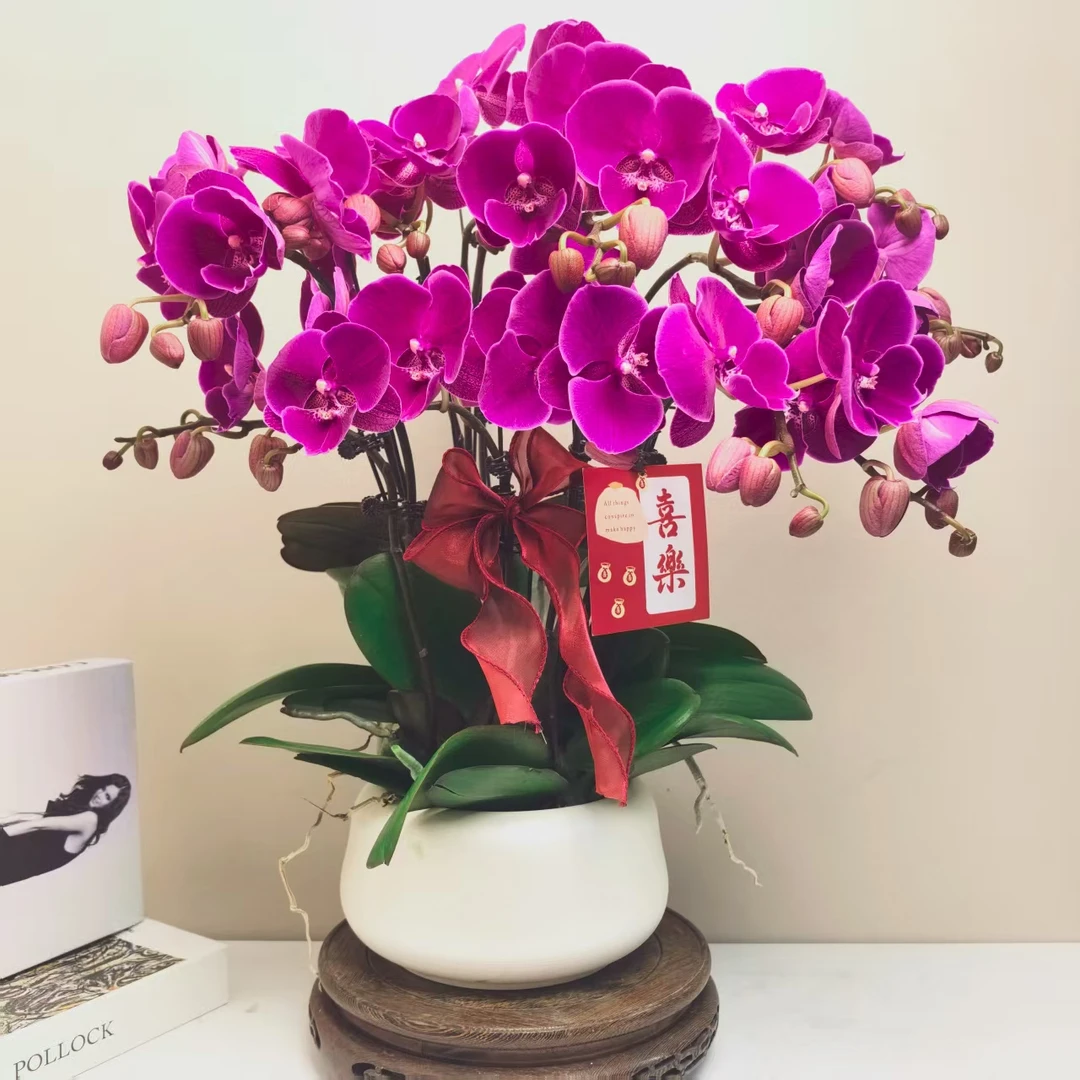蝴蝶兰《红火鹤》8大支精品带花带花苞耐寒基地直发