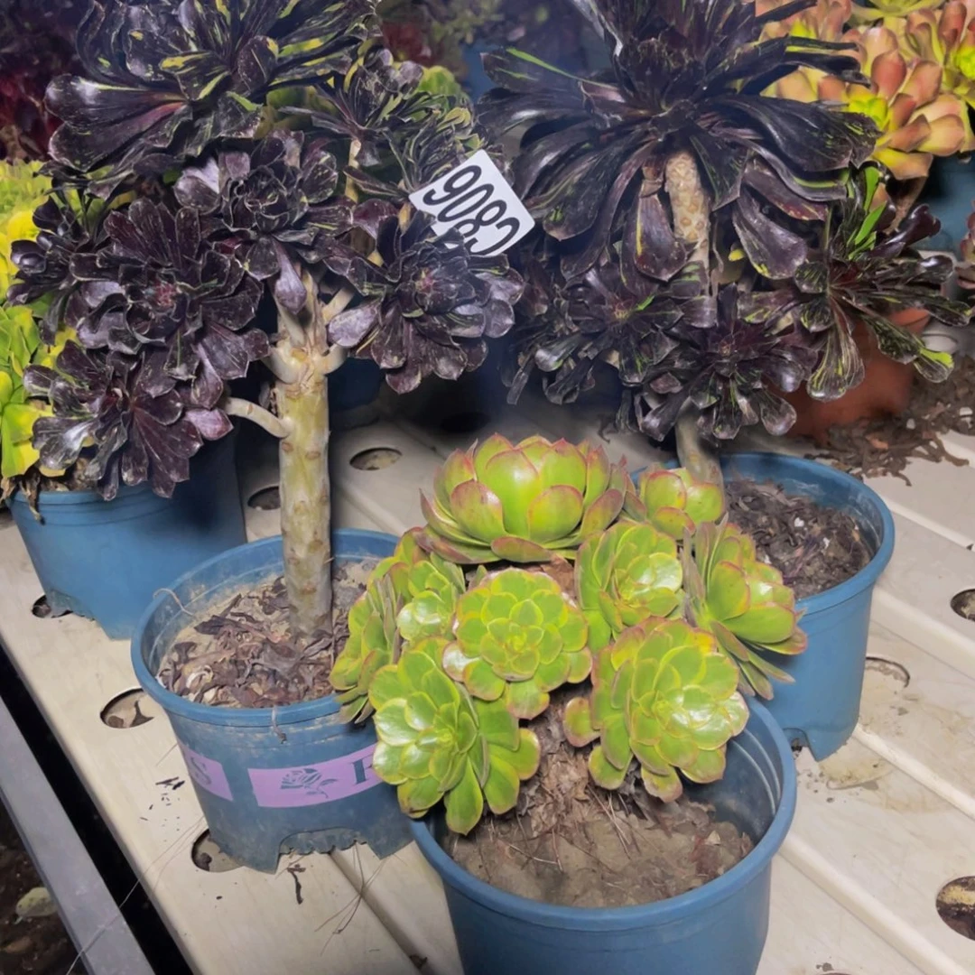 三盆法师7///////38包邮