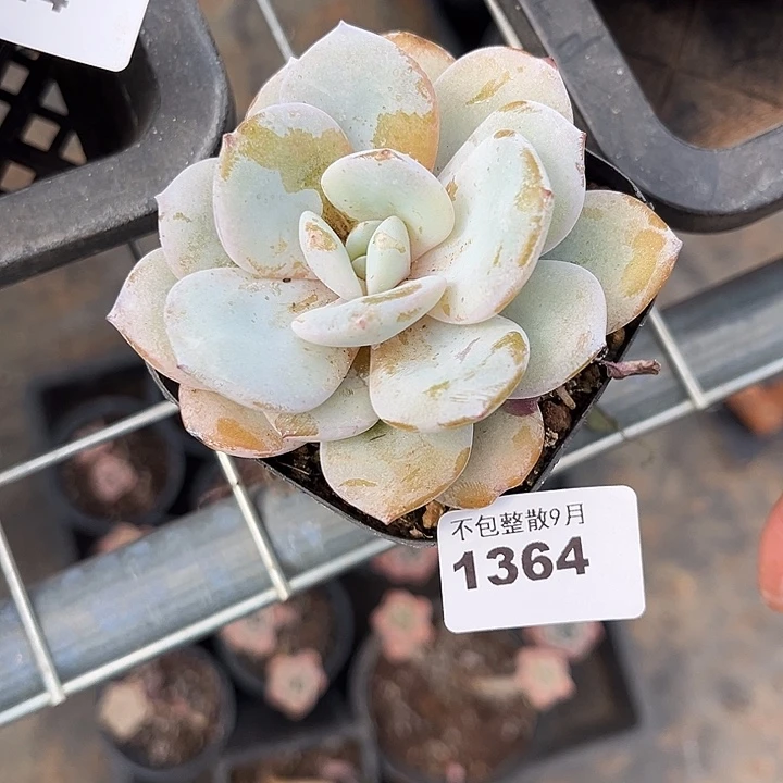 阿雅园艺。        1364奶茶