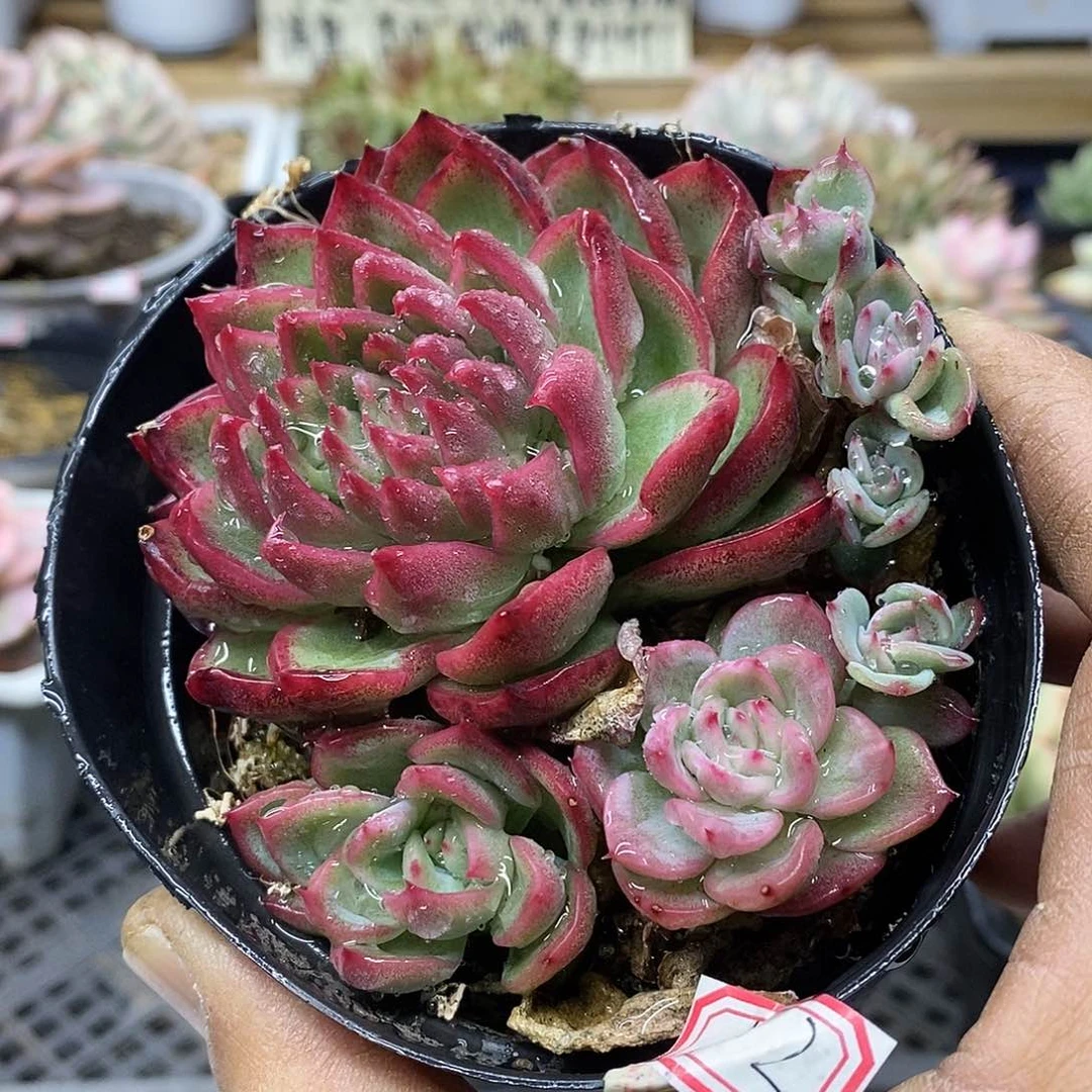 2042 弗洛瑞安娜锦 掉小头不包