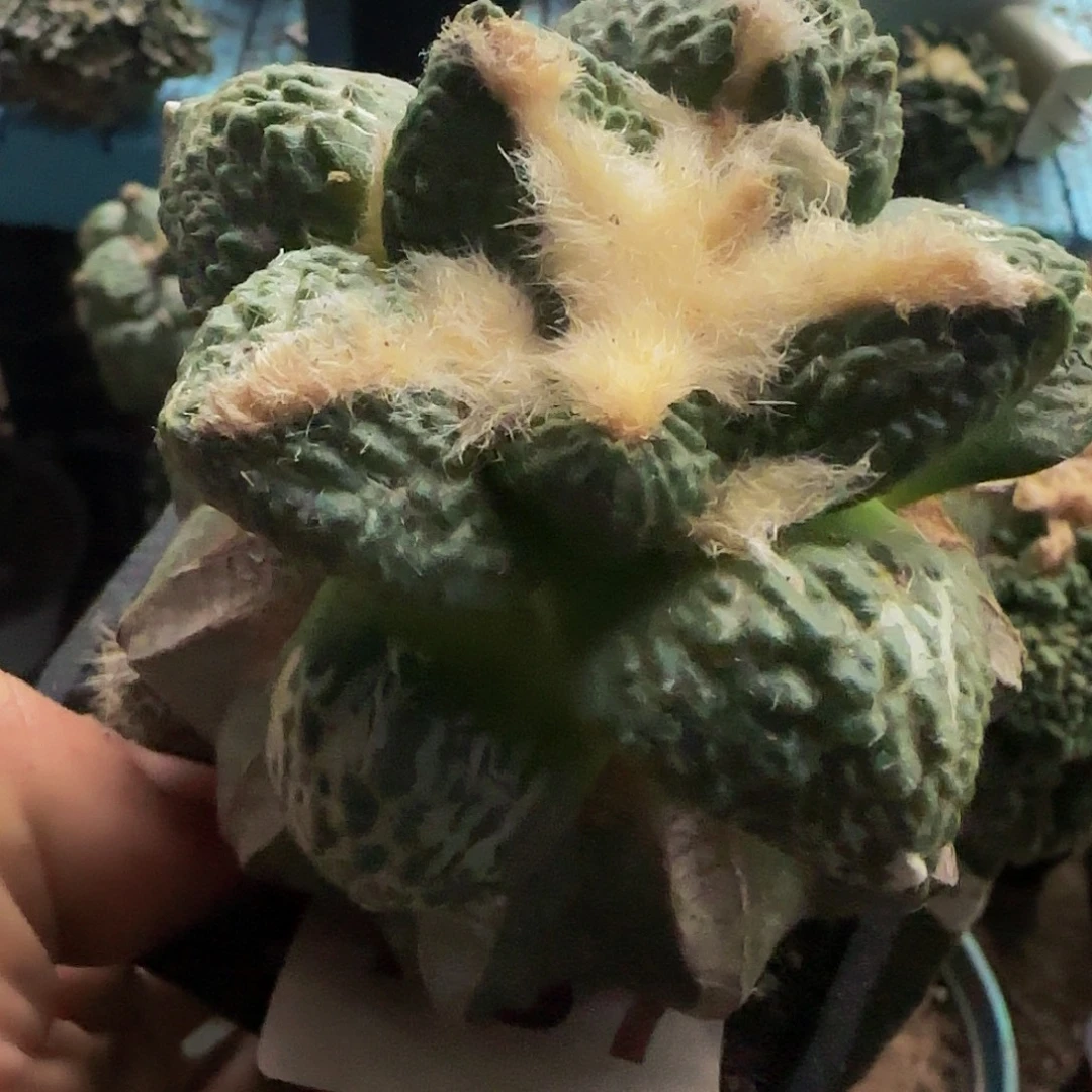 龟甲157仙人球开花