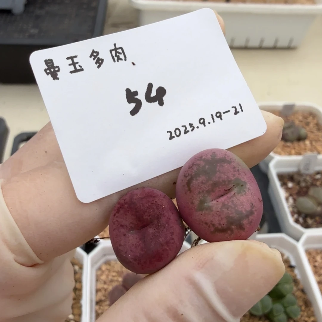 调***球多肉多肉多肉9.19-054吕杂