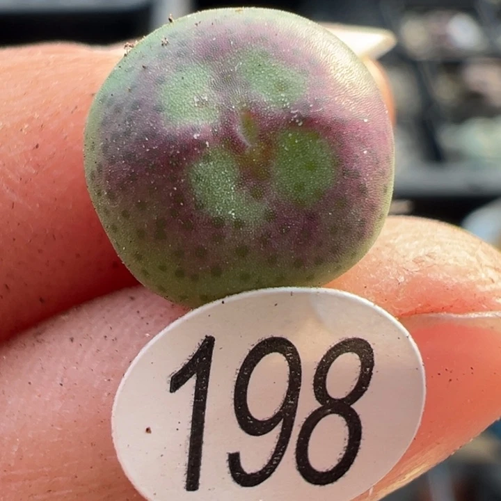 198号这颗多肉有点好看