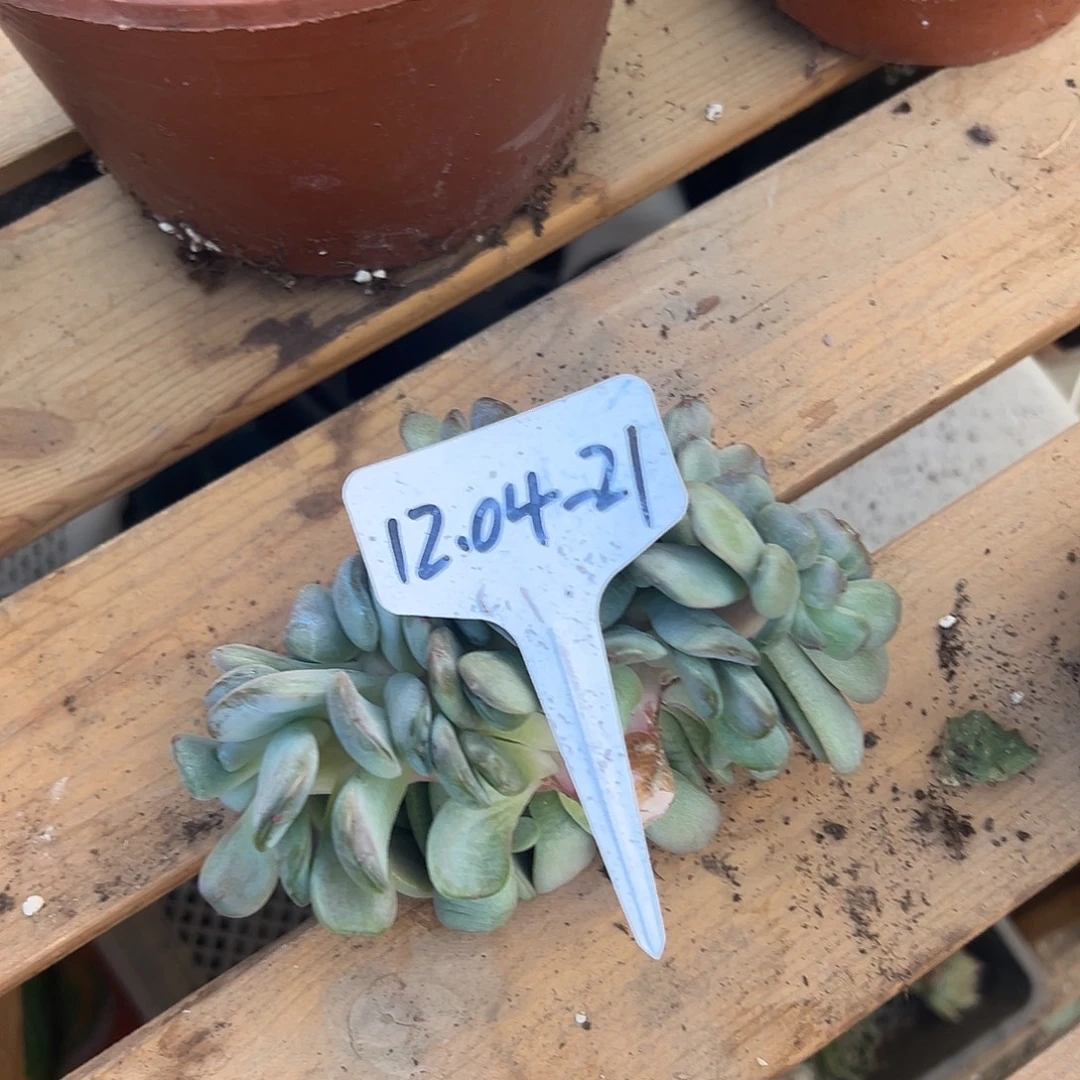 滢***）1204-21红恋缀化多肉寄养