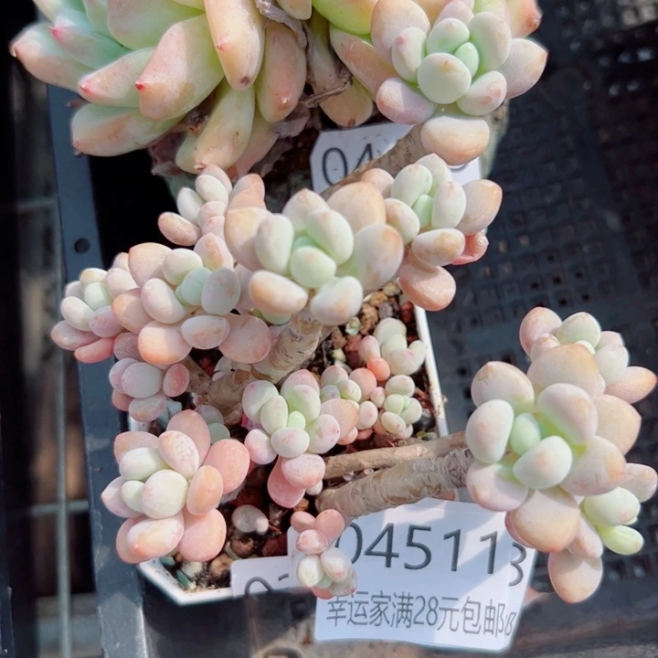 幸运儿是一位非常优秀