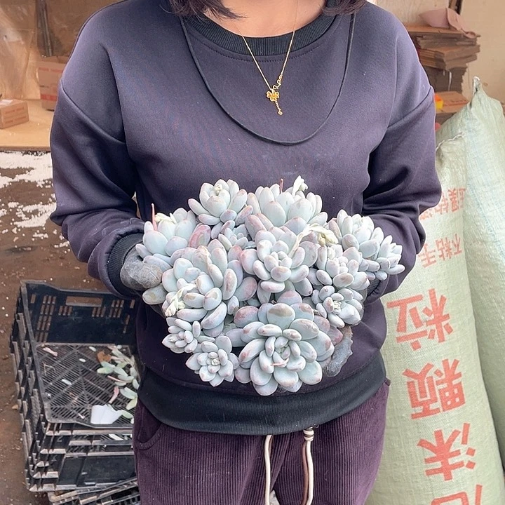 控养小香水25.8 量拍多肉