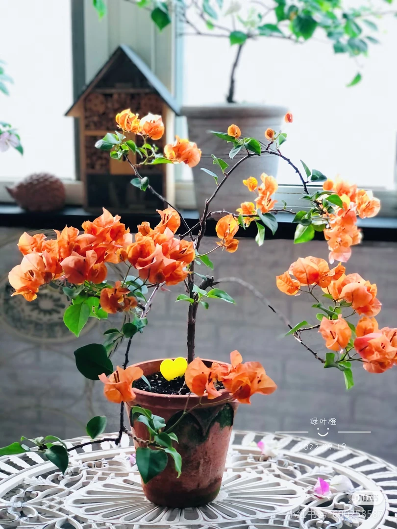 《绿叶橙》三角梅盆栽四季开花耐热好养适合庭院阳台绿植