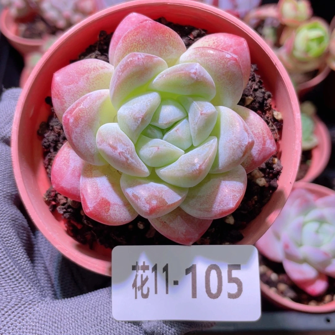 花利美 11-105冰玉