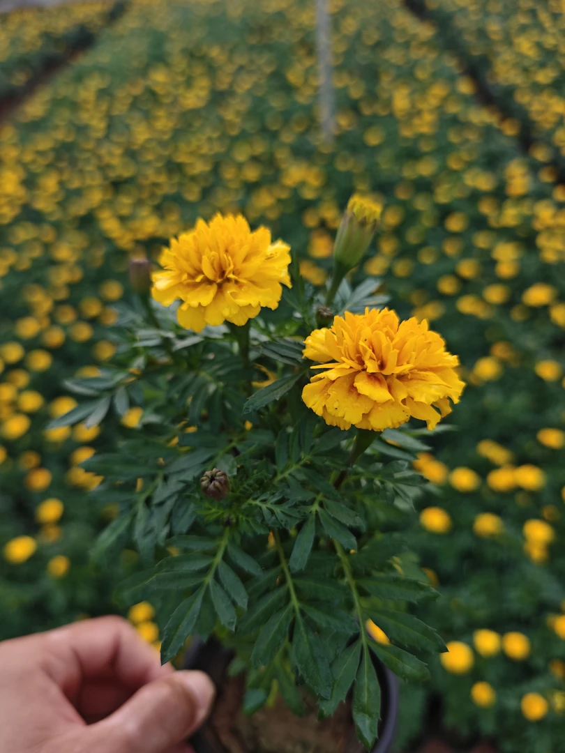 孔雀草盆栽四季开花耐热易活适合室内外种植花卉植物
