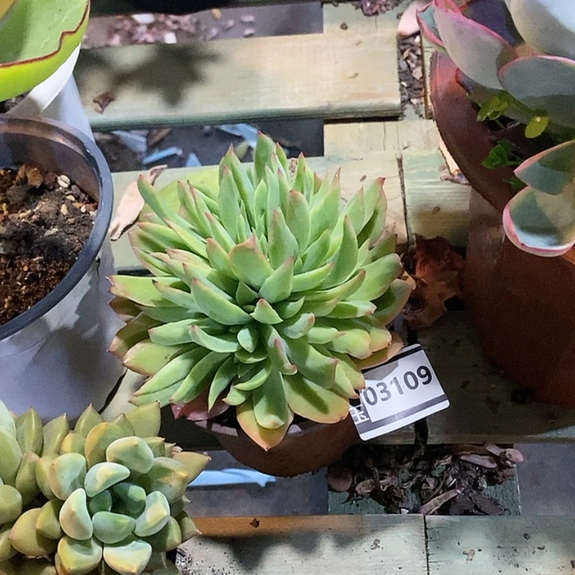 【闪购商品】笑*″绮罗石化缀03109