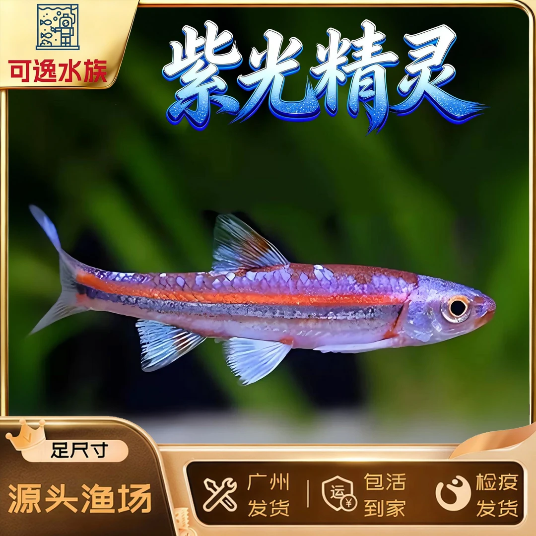 紫光精灵观赏鱼灯科多彩霓虹小型鱼冷水淡水低温耐寒溪流缸原生鱼