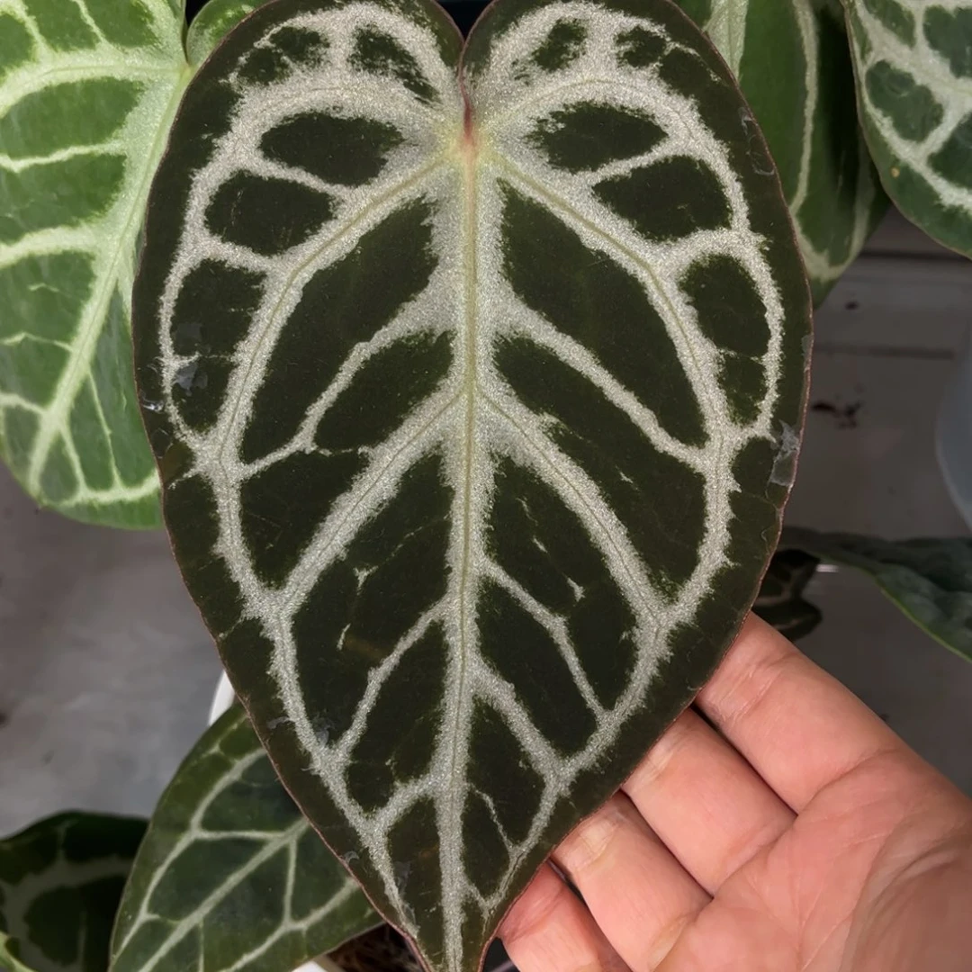 无花朵013 华丽银杂银红