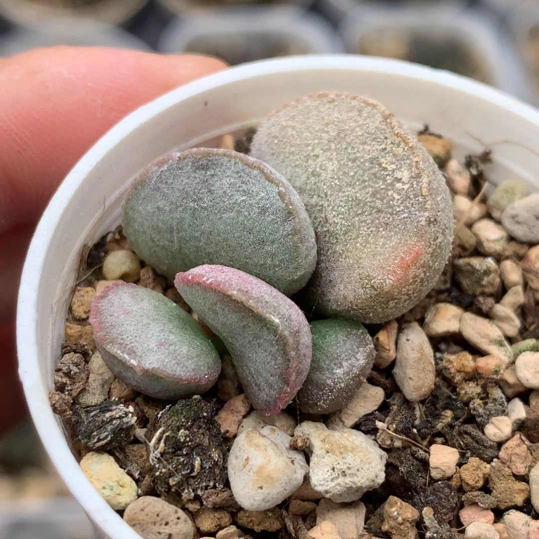 98号白蛋一物一拍