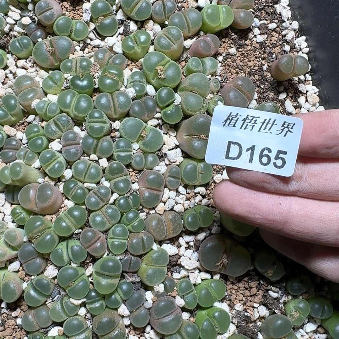 10颗一组量拍多肉植物vh b