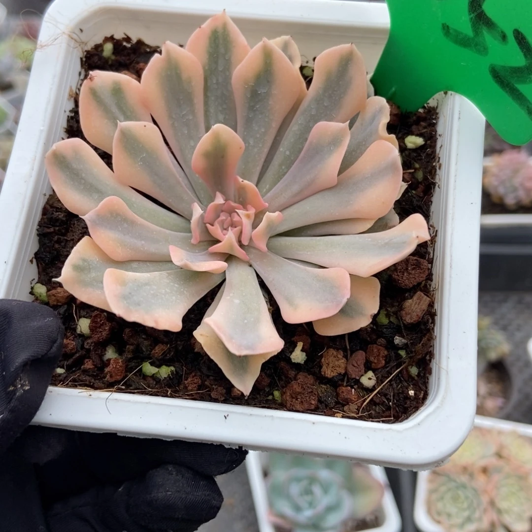 2052利比亚锦多肉植物