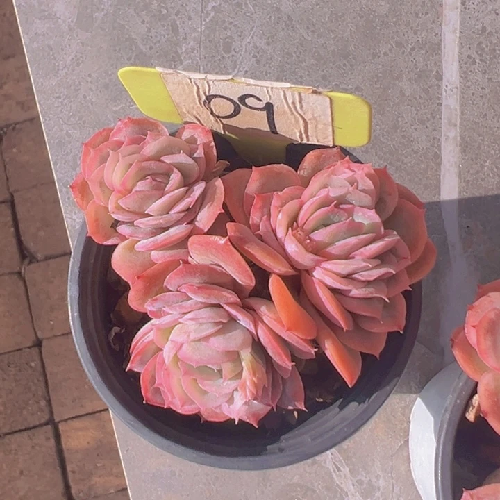 健健康康平平安安