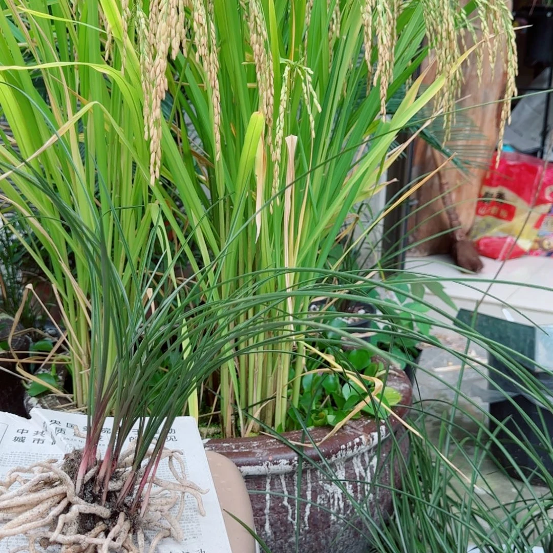 平***安当前无花栽培后可以开花