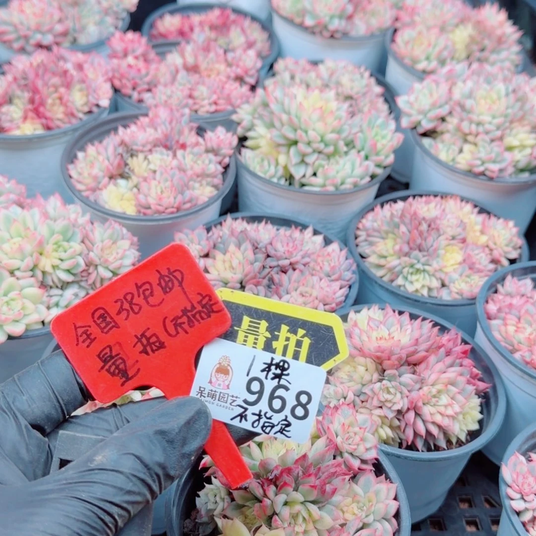 多肉植物多肉植物