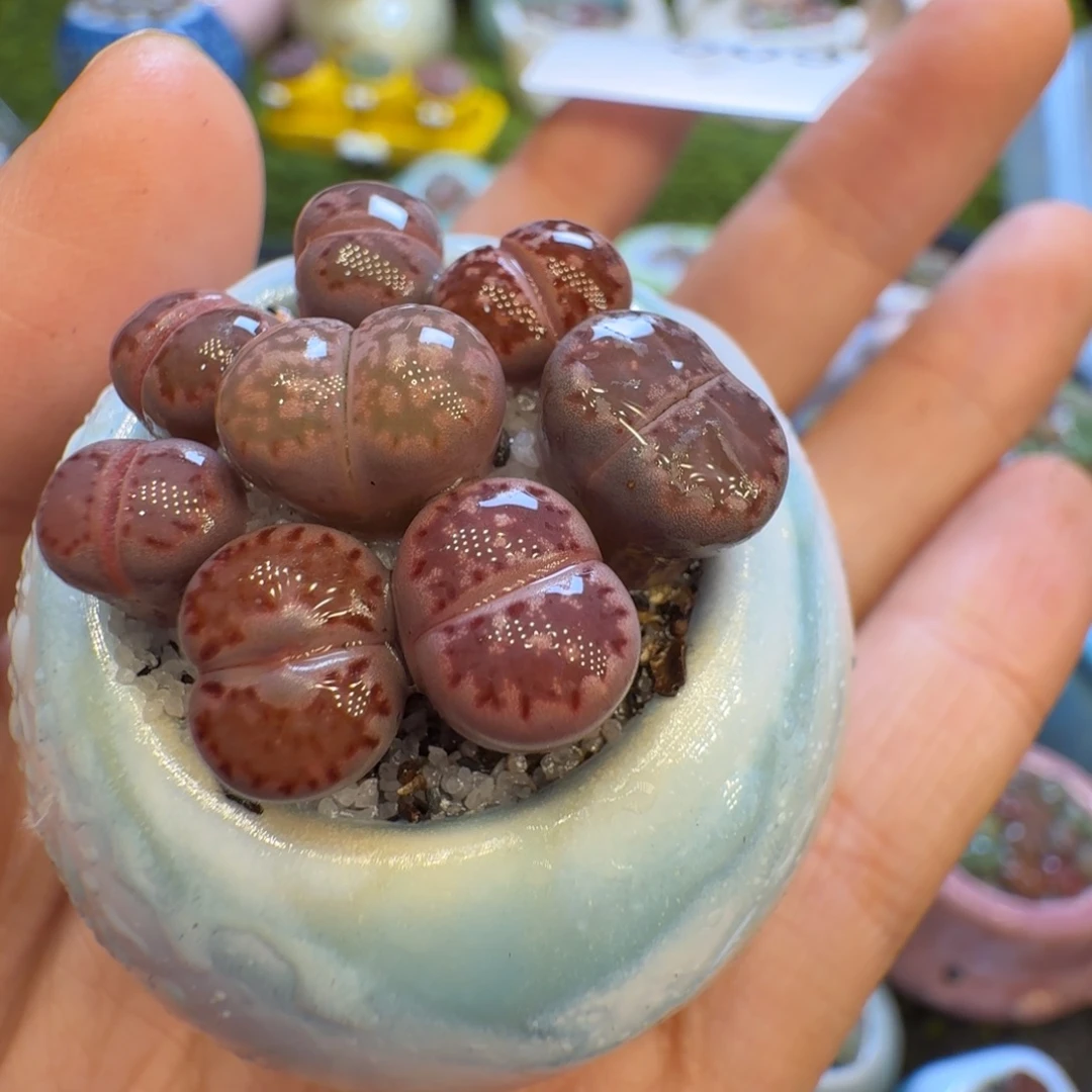 多肉植物福利冲509