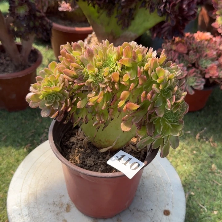 黄金万两法师锦缀化410