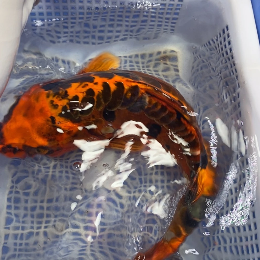 锦鲤冷水锦鲤包邮