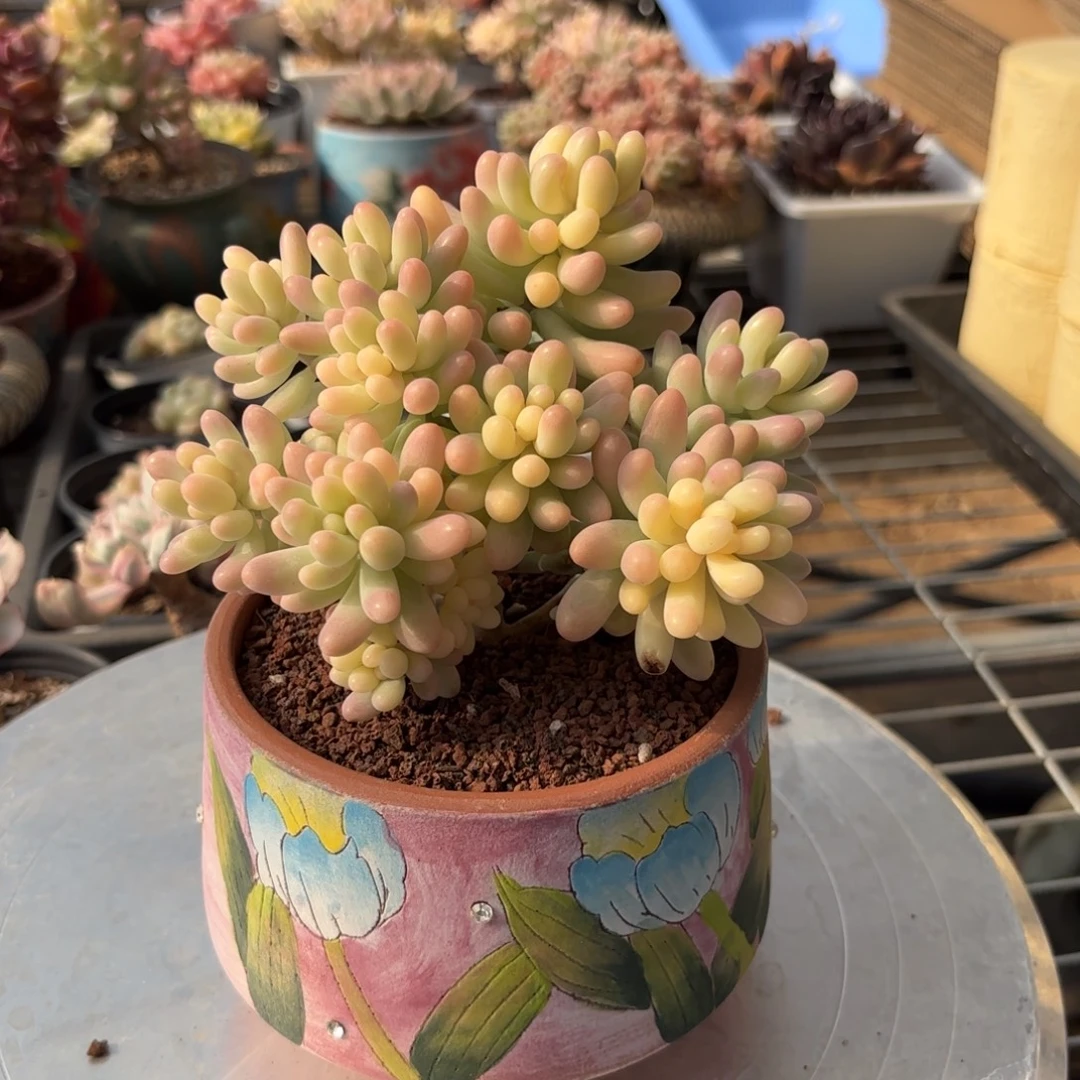 乙女心锦一物一拍