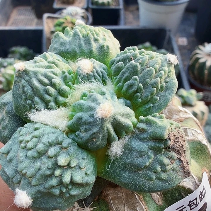 无花朵217精品海豚怒