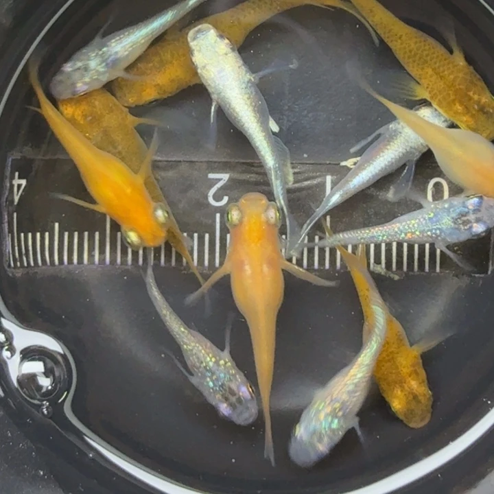 青鳉鱼混搭短球球25号