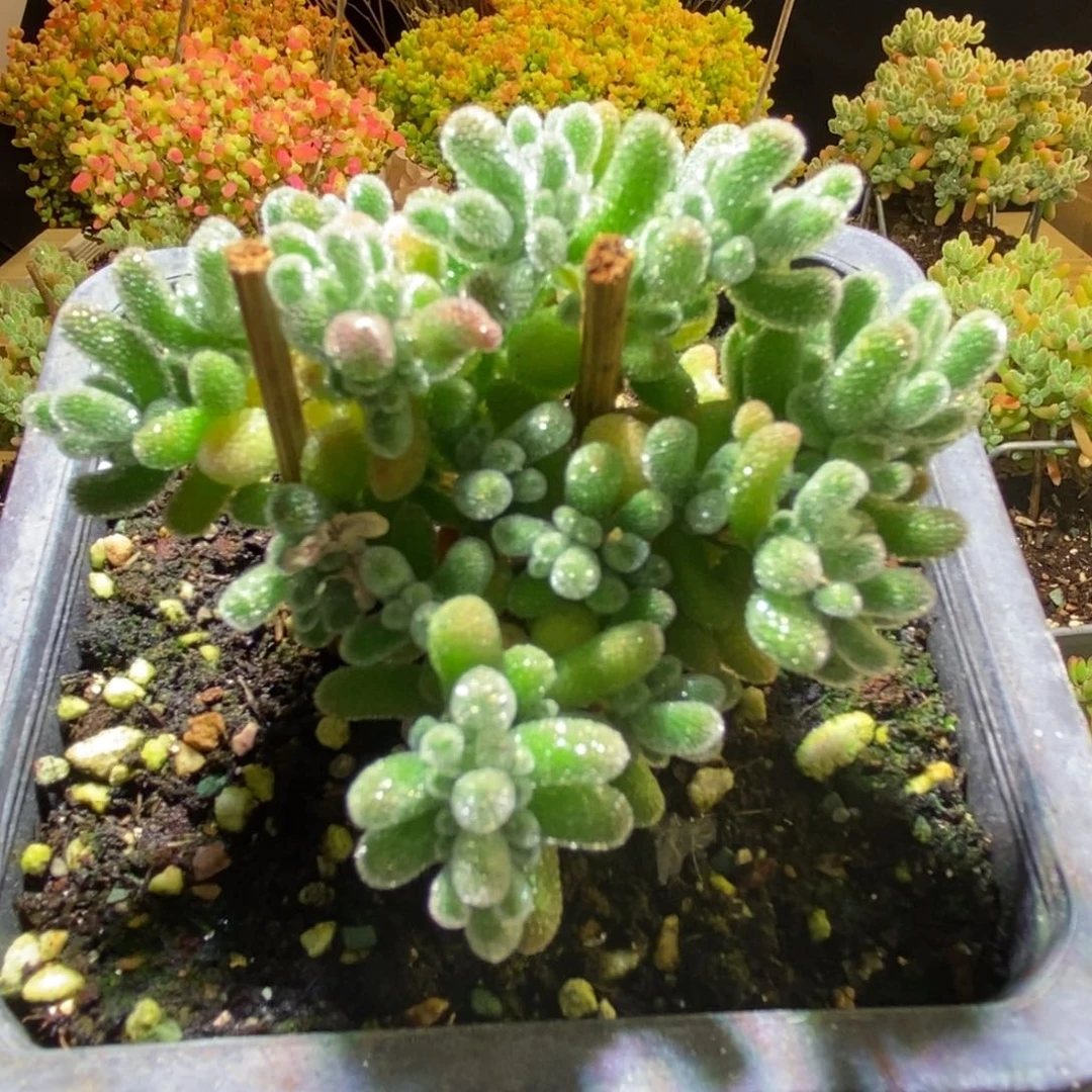 冰晶枝干番杏281