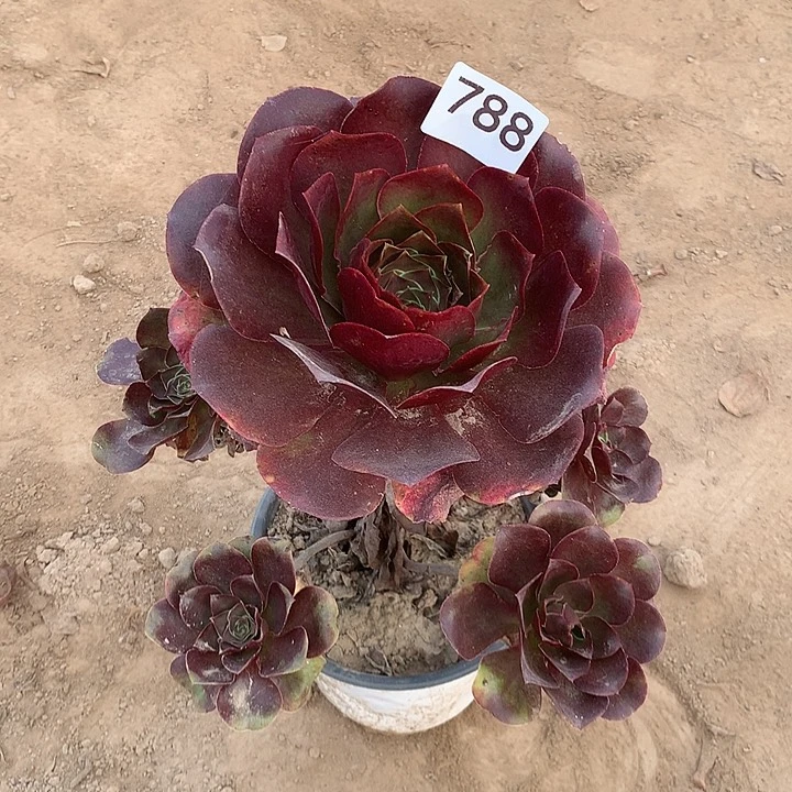 无花朵788魅金北