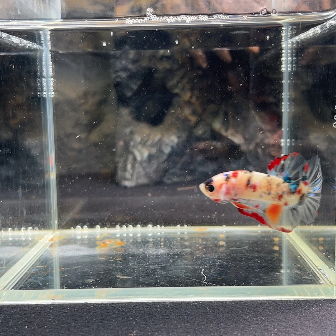 斗鱼十月五日竞价