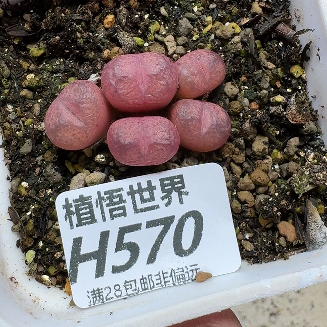 多肉W的润泽的润泽eg