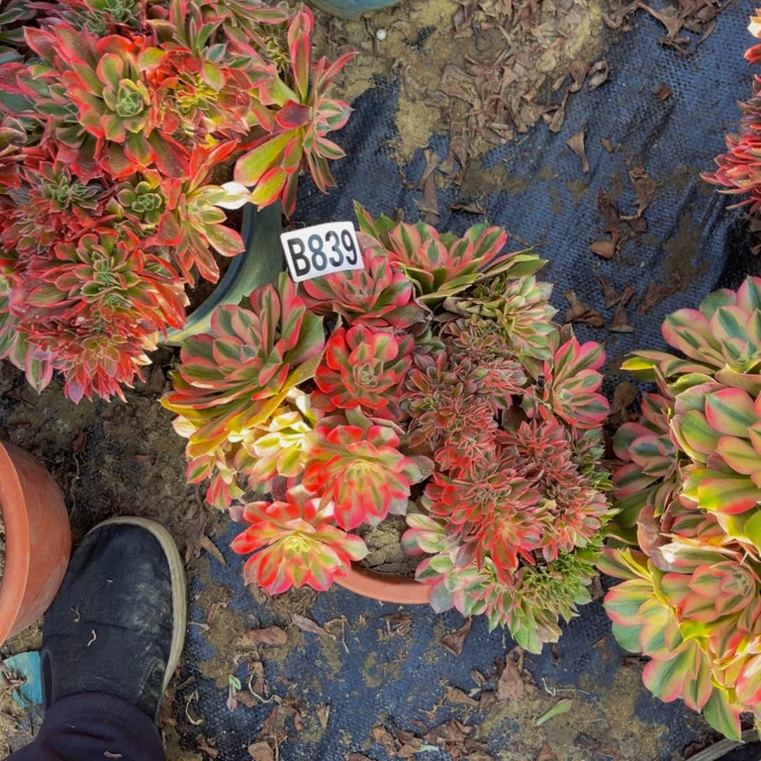 粉女郎缀化法师1-52