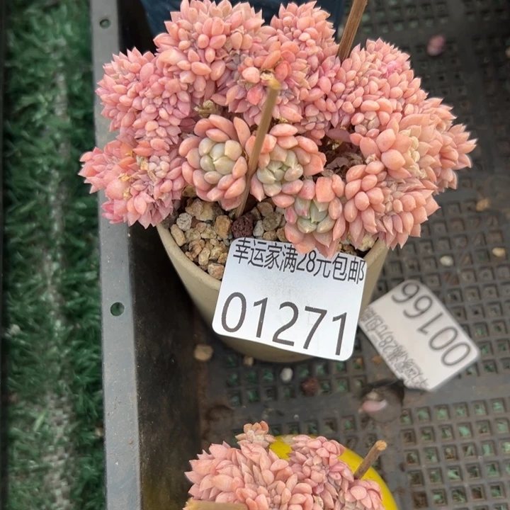 幸运儿是个好幸运的人儿