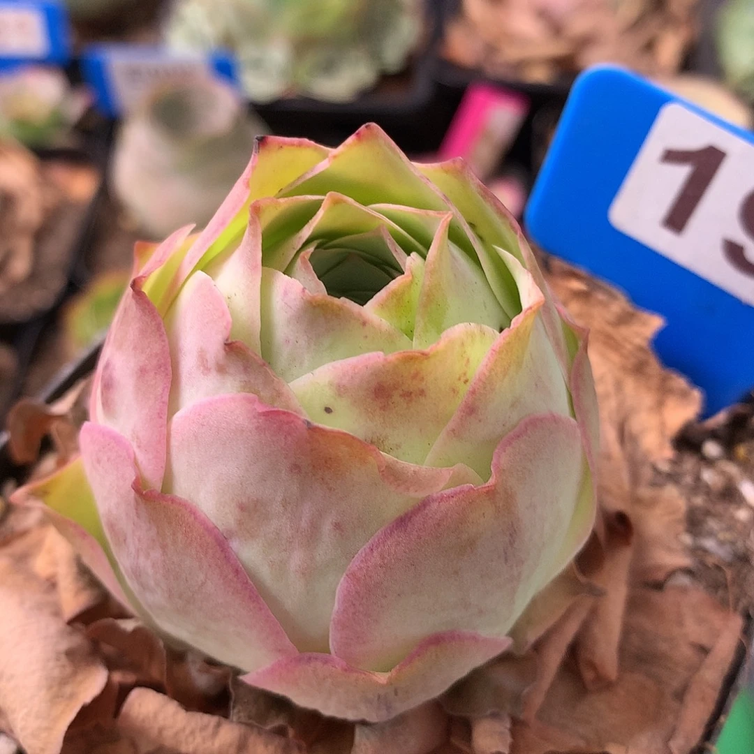 一物一拍姹紫嫣红194