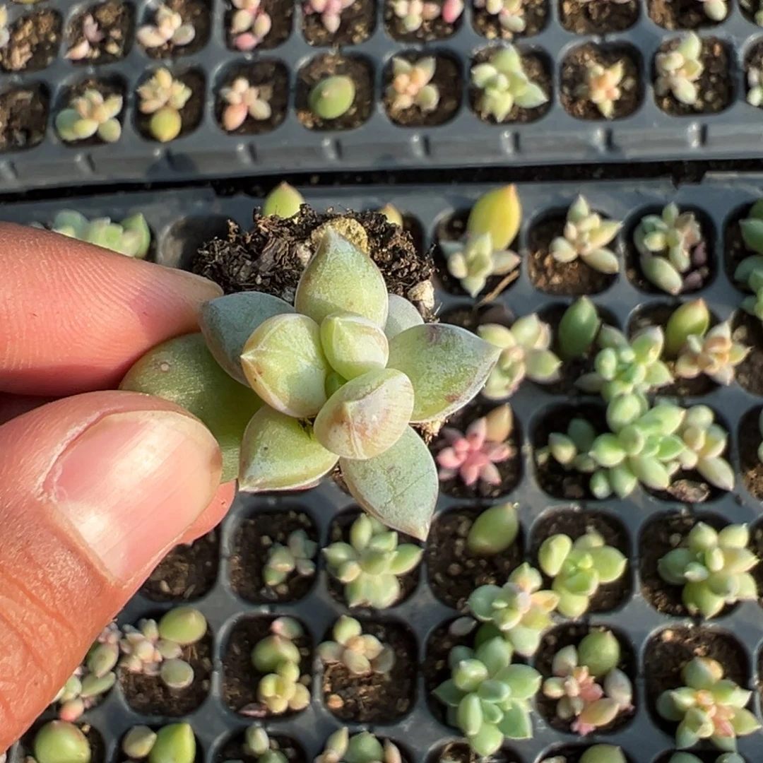 自家繁殖重楼美人穴盘到手1颗 大小3cm 量拍多肉满18包邮