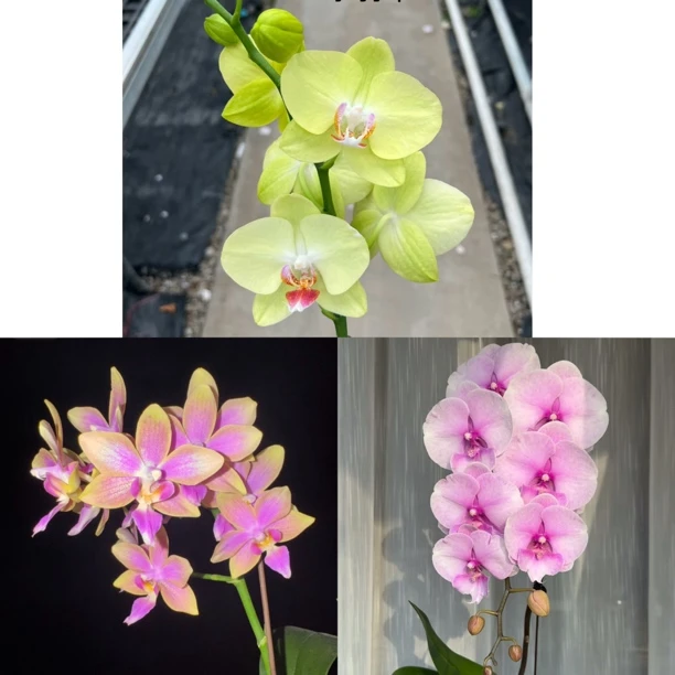 【缤纷花园】蝴蝶兰苗1.7寸杯小苗(金树 绿翡翠 迷雾3颗3品种)品种
