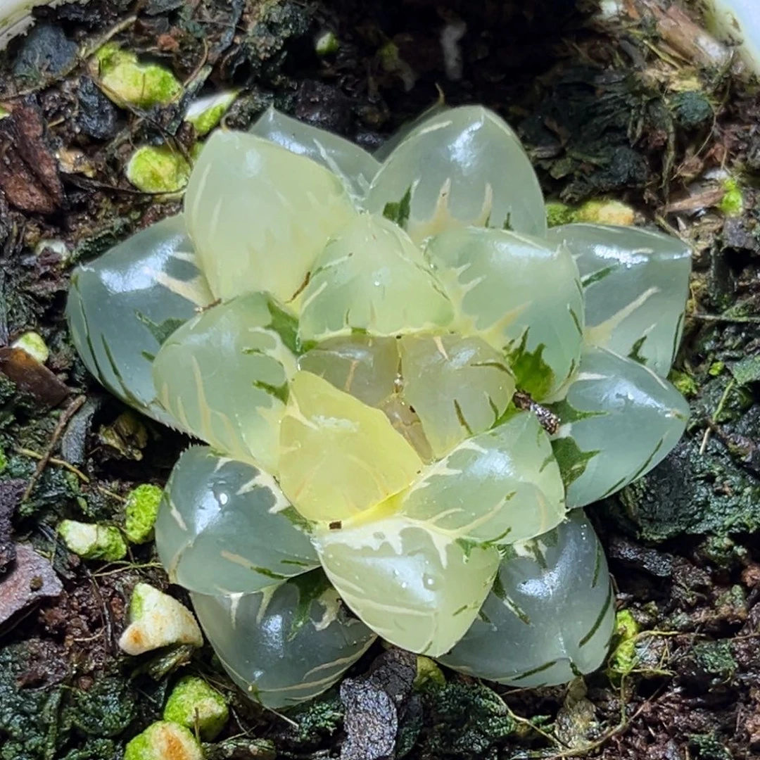 恭喜发财大吉大利0424