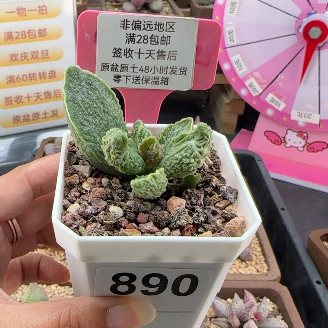 890绿皮多肉的植物