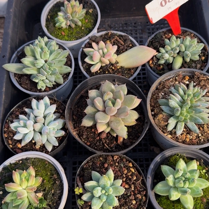 083多肉植物一物一拍