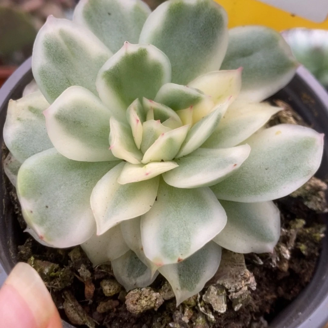 205仙影锦锦锦锦锦锦锦