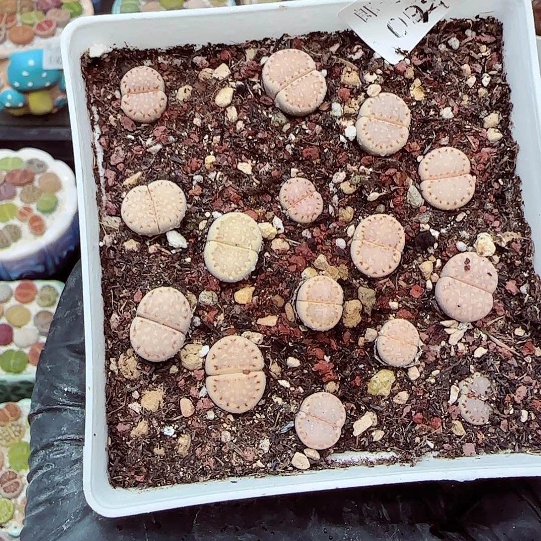 生石花满18包邮0928-203