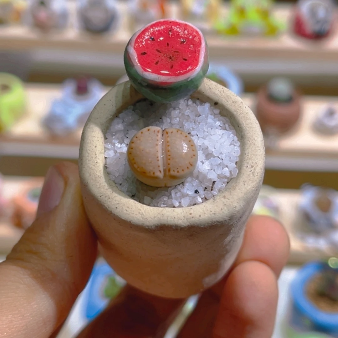 009饼干带盆土一套38